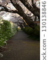Somei Yoshino cherry tree ‗240415024 130138846