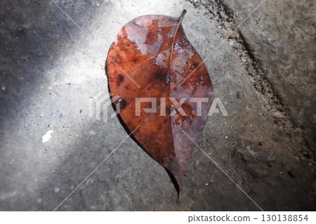 red leaf on the stone red leaf on the stone 130138854