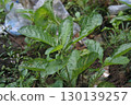 young leaves of a plant 130139257