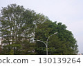 green trees in the park 130139264