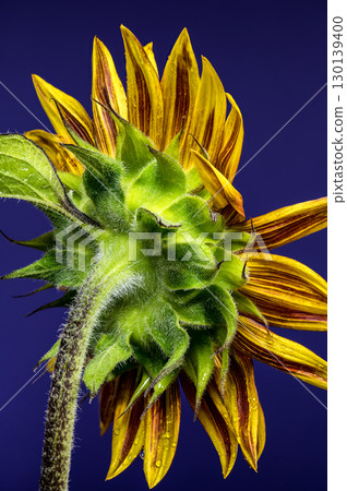 Vibrant Sunflower with Dewdrops Against a Striking Blue Background 130139400