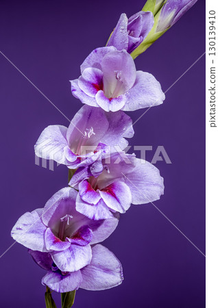 Violet gladiolus flower with water droplets on deep purple 130139410