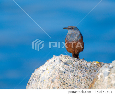 Blue Rock Thrush Fly Catching Blue Rock Thrush Fly Catching 130139504