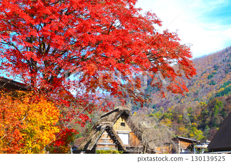 秋天的白川鄉:紅葉交相輝映的合掌造村落 秋天的白川鄉:紅葉交相輝映的合掌造村落 130139525