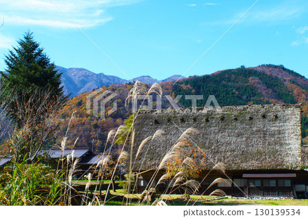 Shirakawa-go in autumn: Gassho-style village and Japanese pampas grass Shirakawa-go in autumn: Gassho-style village and Japanese pampas grass 130139534