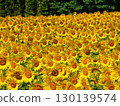 summer sunflowers 130139574