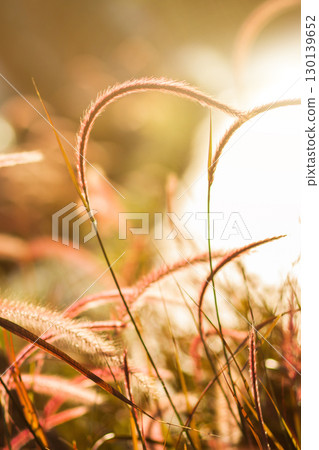 Delicate ornamental grass plumes dancing in warm golden hour sunlight with dreamy bokeh background 130139652