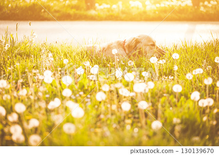 Golden Retriever Peacefully Resting Among Dandelion Wildflowers During Warm Summer Evening Golden Retriever Peacefully Resting Among Dandelion Wildflowers During Warm Summer Evening 130139670
