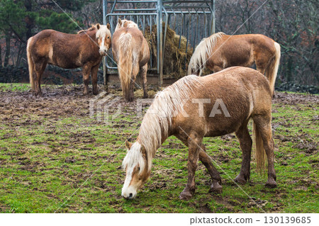 Chestnut horses grazing peacefully around hay feeder in muddy winter pasture with bare trees Chestnut horses grazing peacefully around hay feeder in muddy winter pasture with bare trees 130139685