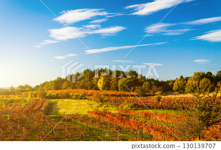 Rolling vineyard landscape showcases brilliant autumn foliage beneath expansive azure sky with wispy white clouds 130139707
