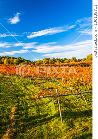 Vibrant autumn vineyard rows displaying golden orange foliage under brilliant blue sky with wispy white clouds 130139713