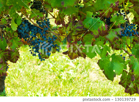 Ripe dark grapes hanging abundantly from vibrant green vineyard vines in warm sunlight Ripe dark grapes hanging abundantly from vibrant green vineyard vines in warm sunlight 130139729