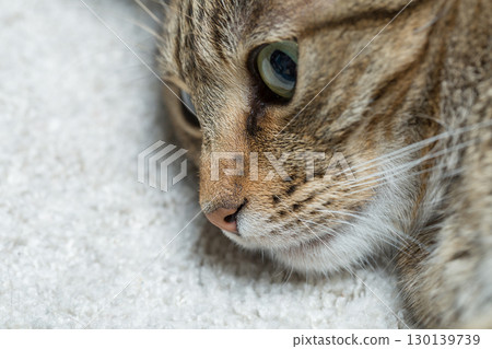 Tabby Cat with Striking Green Eyes Resting on Soft White Blanket in Natural Light 130139739