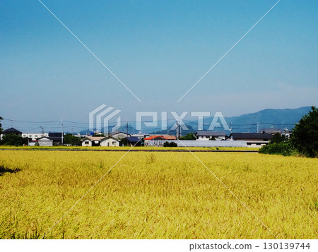Golden and blue Kancho Plain (rice fields in summer when the rice is ripe) 130139744