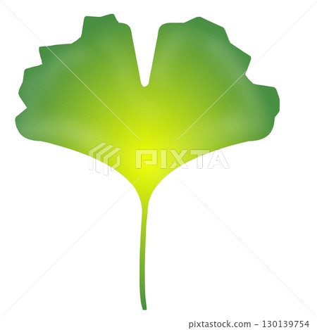 Ginkgo biloba Ginkgo biloba 130139754