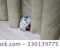Golden hamster (Dalmatian) trying to hide 130139775