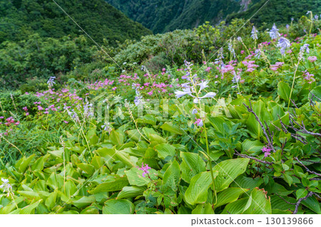 Flowers on the Daisen Utopia Course: Flower fields decorating the slopes 5, Daisen Town, Saihaku District, Tottori Prefecture 130139866