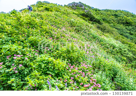 大山花卉烏托邦路線:鳥取縣西伯郡大山町花田與象之政 大山花卉烏托邦路線:鳥取縣西伯郡大山町花田與象之政 130139871