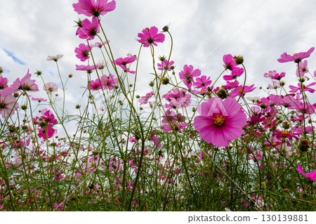 Pink cosmos blooming in autumn 130139881