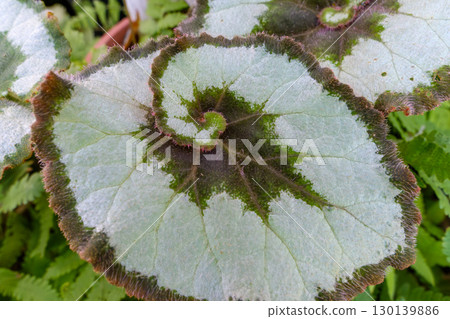 Rex begonia leaves with beautiful spiral patterns 130139886