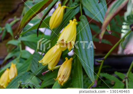 Yellow-flowered cuckoo Yellow-flowered cuckoo 130140465