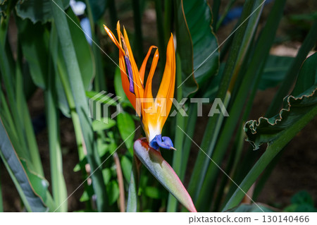 Strelitzia flowers create a tropical atmosphere Strelitzia flowers create a tropical atmosphere 130140466
