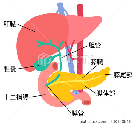 肝臟、膽囊、胰臟、十二指腸、器官結構 肝臟、膽囊、胰臟、十二指腸、器官結構 130140646