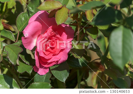 A vibrant pink rose surrounded by green leaves 130140653