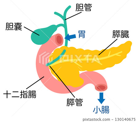 Pancreas, Gallbladder, Duodenum, Organ Structure Pancreas, Gallbladder, Duodenum, Organ Structure 130140675