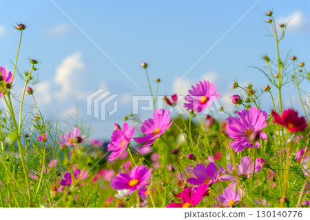 Colorful cosmos blooming against the blue sky 130140776