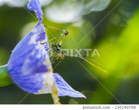 風鈴草和蚱蜢 風鈴草和蚱蜢 130140799