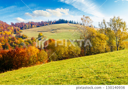 mountain landscape with forest in autumn. beautiful countryside in the highland of ukraine. small grove on the hill in colorful foliage under blue sky. nature background for outdoor adventure mountain landscape with forest in autumn. beautiful countryside in the highland of ukraine. small grove on the hill in colorful foliage under blue sky. nature background for outdoor adventure 130140936