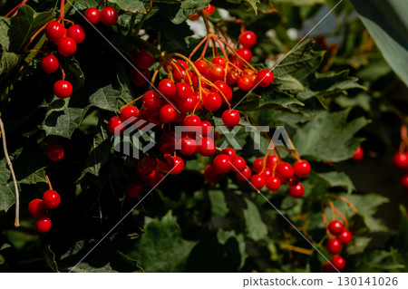 Viburnum berries on bush, close-up Viburnum berries on bush, close-up 130141026