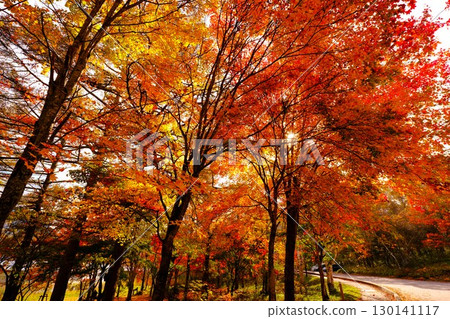 Autumn foliage scenery at Lake Megami 130141117