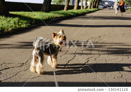 A clever Yorkshire Terrier dog enjoys a sunny walk, pausing on a cracked pavement with a leash. A Yorkie doggy lapdog stands on a walkway, enjoying a day at the park, blurred figures in the background 130141128