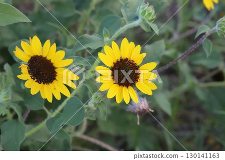 Dwarf sunflower flowers blooming in a summer garden 130141163