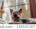A yorkshire terrier dog relaxes on a windowsill, enjoying the ambiance of a home. A charming Yorkie doggy rests on a wooden window sill at cozy home. 130141167