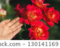 A hand gently caresses vibrant red roses, capturing the beauty of a summer garden. A person's hand gently touches vibrant red roses 130141169