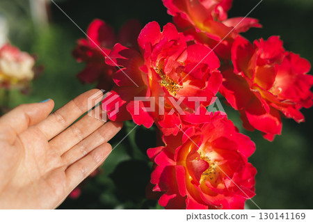 A hand gently caresses vibrant red roses, capturing the beauty of a summer garden. A person's hand gently touches vibrant red roses A hand gently caresses vibrant red roses, capturing the beauty of a summer garden. A person's hand gently touches vibrant red roses 130141169