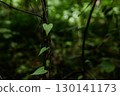 A heart-shaped leaf thrives on a vine in the dense, emerald green forest. A heart-shaped leaf in a lush green woodland. Planet Earth, ecology theme. 130141173