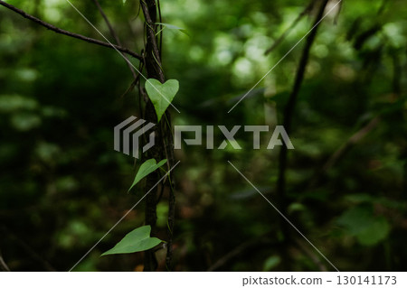 A heart-shaped leaf thrives on a vine in the dense, emerald green forest. A heart-shaped leaf in a lush green woodland. Planet Earth, ecology theme. A heart-shaped leaf thrives on a vine in the dense, emerald green forest. A heart-shaped leaf in a lush green woodland. Planet Earth, ecology theme. 130141173