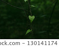 A heart-shaped leaf thrives on a vine in the dense, emerald green forest. A heart-shaped leaf in a lush green woodland. Planet Earth, ecology theme. 130141174
