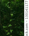 A heart-shaped leaf thrives on a vine in the dense, emerald green forest. A heart-shaped leaf in a lush green woodland. Planet Earth, ecology theme. 130141177