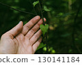 Hand gently caressing a heart-shaped leaf in lush green setting. A heart shape leaf on a vine, set against a blurred green background.  130141184