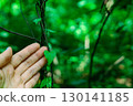 Hand gently caressing a heart-shaped leaf in lush green setting. A heart shape leaf on a vine, set against a blurred green background.  130141185