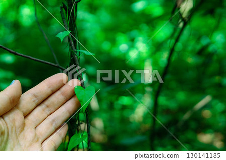 Hand gently caressing a heart-shaped leaf in lush green setting. A heart shape leaf on a vine, set against a blurred green background.  130141185