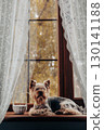 A Yorkshire Terrier relaxing on a cozy windowsill in a warm setting. A charming Yorkie doggy rests on a sill, framed by lace curtains and a view of autumn foliage, with a basket beside. Domestic pet.  130141188
