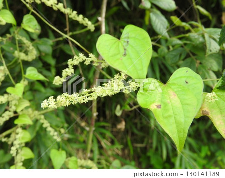 薯蕷花,薯蕷科的一種花,盛夏開花 薯蕷花,薯蕷科的一種花,盛夏開花 130141189