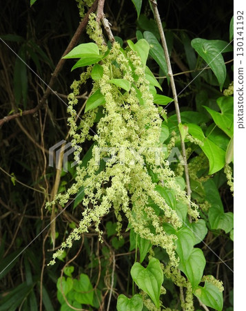 The Dioscorea flower, a flower of the Dioscoreaceae family that blooms in midsummer 130141192