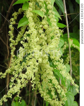 薯蕷花，薯蕷科的一種花，盛夏開花 130141193